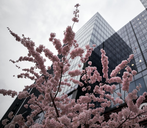 Close up of cherry blossoms in downtown of the city with tall glass and steel skyscrapers Concept of spring time in business quarter Sakura blossom with soft focused modern buildings