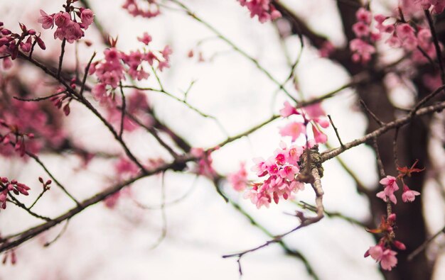 Photo close-up cherry blossoms in filter pastel