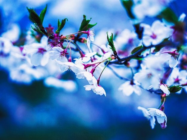 外の桜の花のクローズアップ