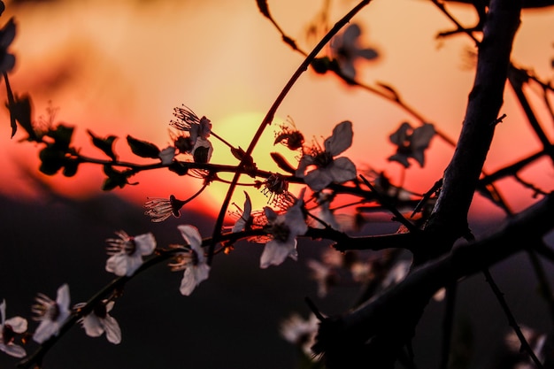 Foto close-up dei fiori di ciliegio in primavera durante il tramonto