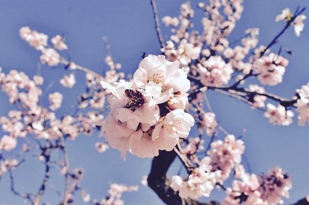 close-up of cherry blossoms in spring