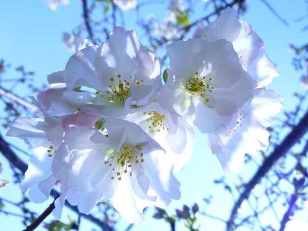 Close-up of cherry blossoms in spring