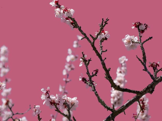 Photo close-up of cherry blossoms in spring