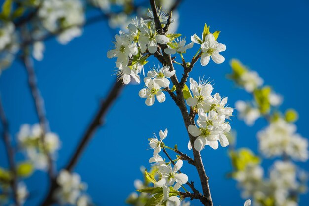 春の桜の花のクローズアップ