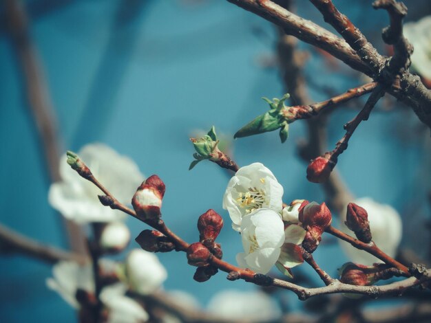 Foto prossimo piano dei fiori di ciliegio in primavera