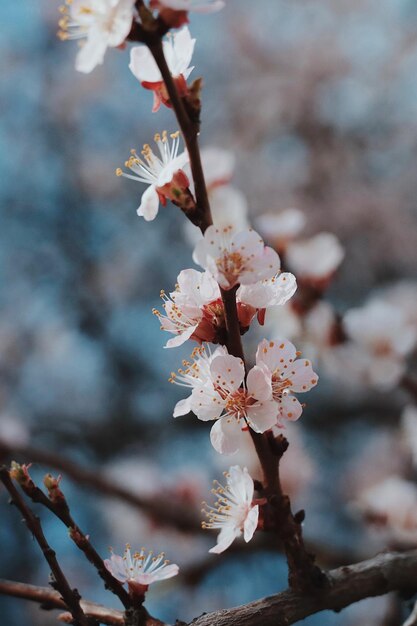 Photo close-up of cherry blossoms in spring