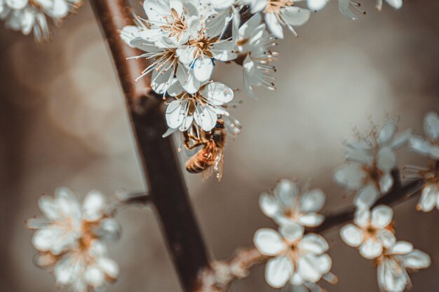 Foto prossimo piano dei fiori di ciliegio in primavera