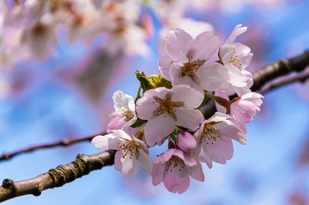 Close-up of cherry blossoms in spring