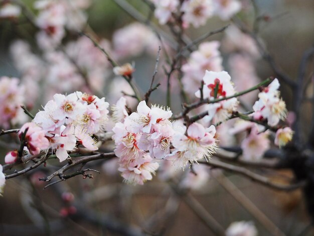 春 の 桜 の 花 の クローズアップ