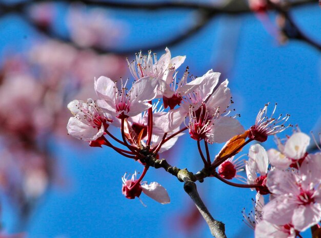 Close-up of cherry blossoms in spring