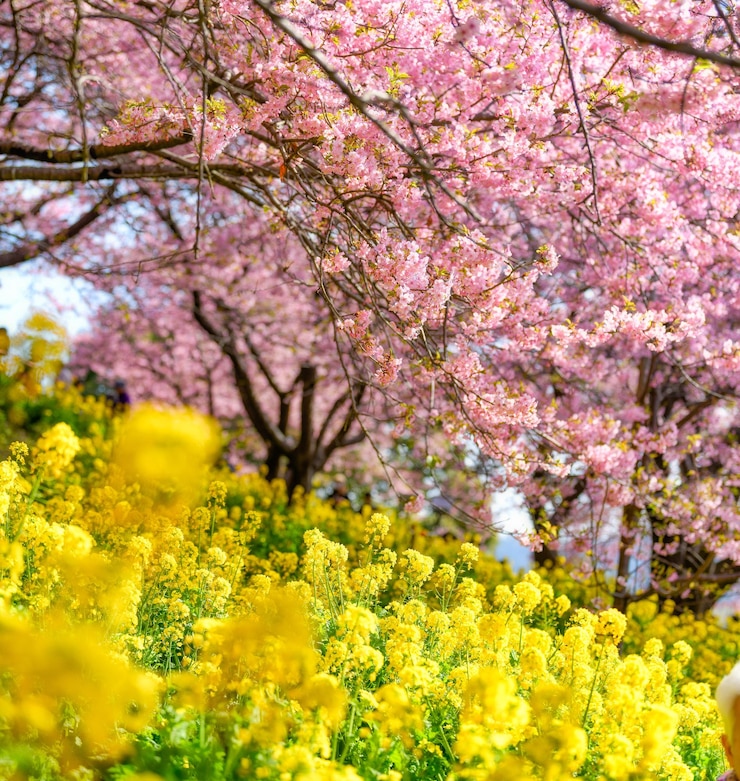 Photo 春の桜の花のクローズアップ
