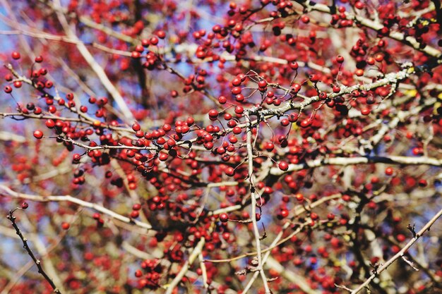 Photo close-up of cherry blossoms on tree