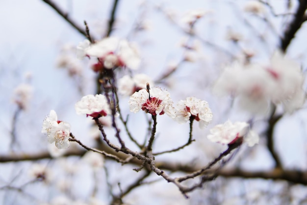 Close-up of cherry blossoms on tree