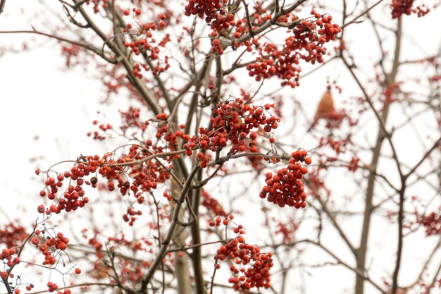 Photo close-up of cherry blossoms on tree