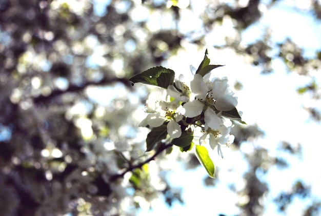 Foto prossimo piano dei fiori di ciliegio sull'albero