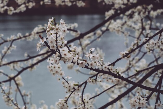 Photo close-up of cherry blossoms