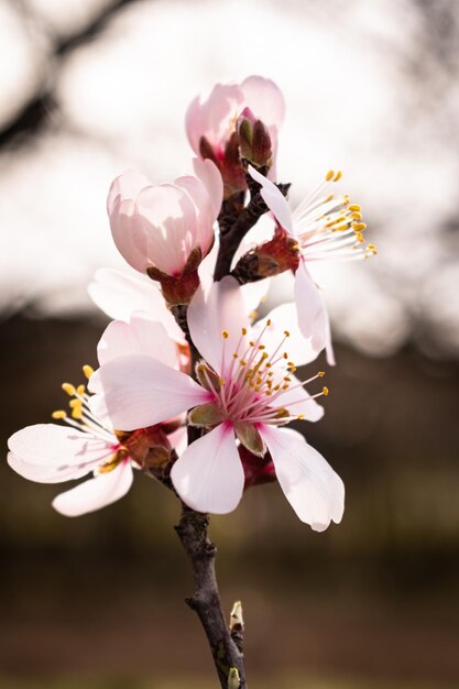 Foto prossimo piano dei fiori di ciliegio