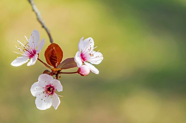 桜の花のクローズアップ