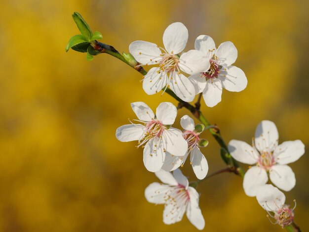 Close-up of cherry blossoms