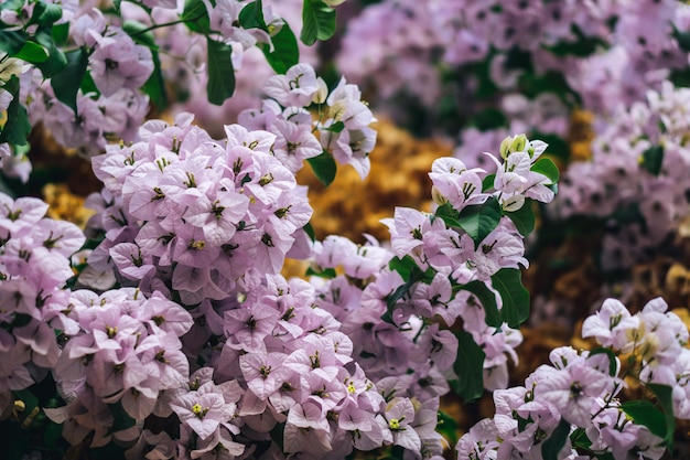 Foto prossimo piano dei fiori di ciliegio