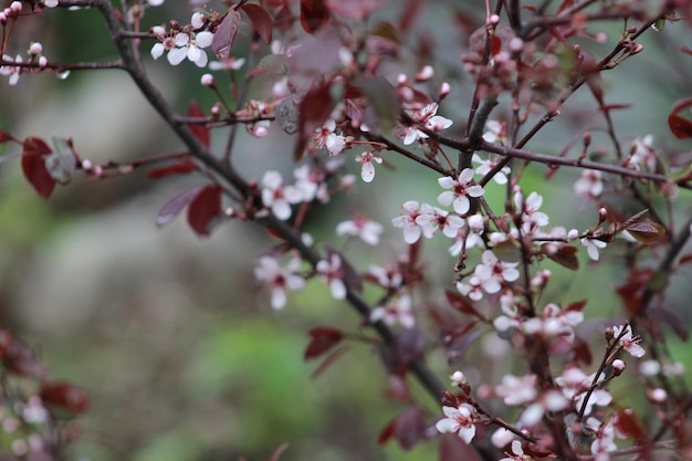 桜の花のクローズアップ