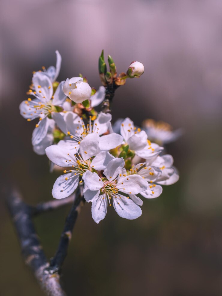 Фотография близкий план цветов вишни