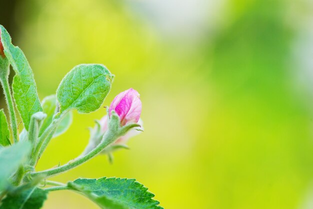 Close up of the cherry blossoms