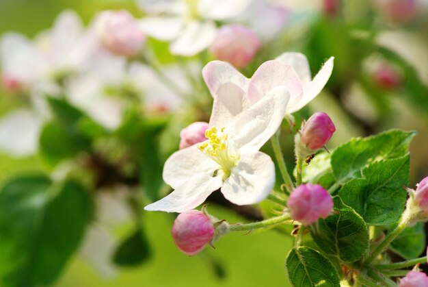 Close up of the cherry blossoms