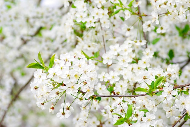 Primo piano dei fiori di ciliegio