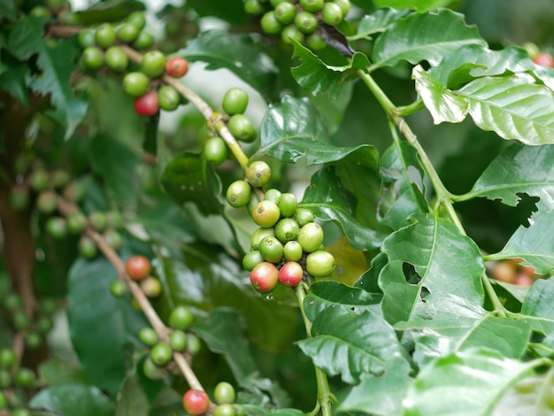 刈り取る前にコーヒー植物の枝に桜のコーヒー豆のクローズアップ