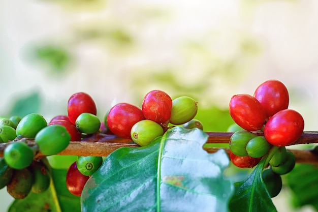 Close up of cherry coffee beans on the branch of coffee plant before harvesting