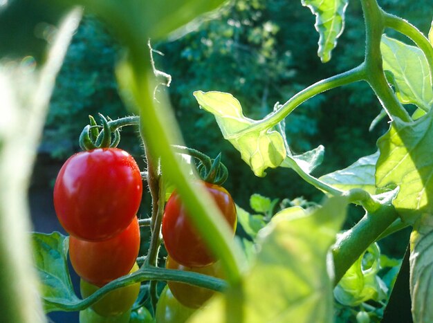 Close-up of cherry tomatoes on vine