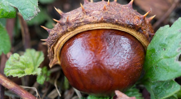 Photo close-up of chesnut