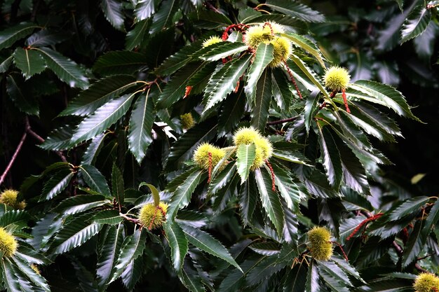 Foto prossimo piano di una castagna che cresce sull'albero