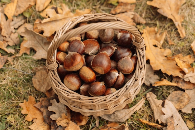 Close up of chestnut harvest in wicker basket autumn mood