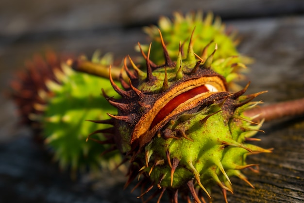 Photo close up of a chestnut