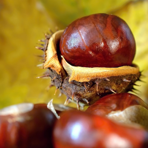 A close up of chestnuts with a leaf in the background