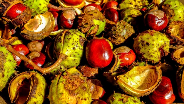 Close-up of chestnuts