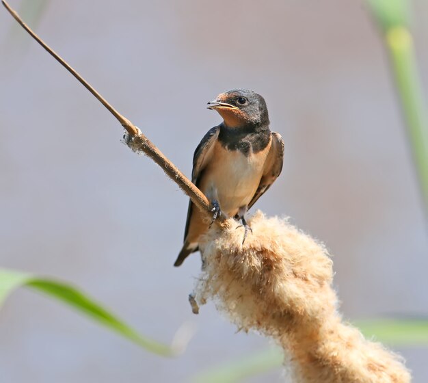 close up of a chick barn swallow sits on a branch