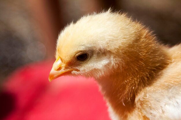 Photo close-up of chick outdoors