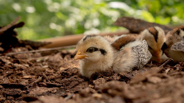 Закройте цыпленка Wild Red junglefowl (Gallus gallus)