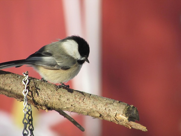 Photo close-up of chickadee perching on wood