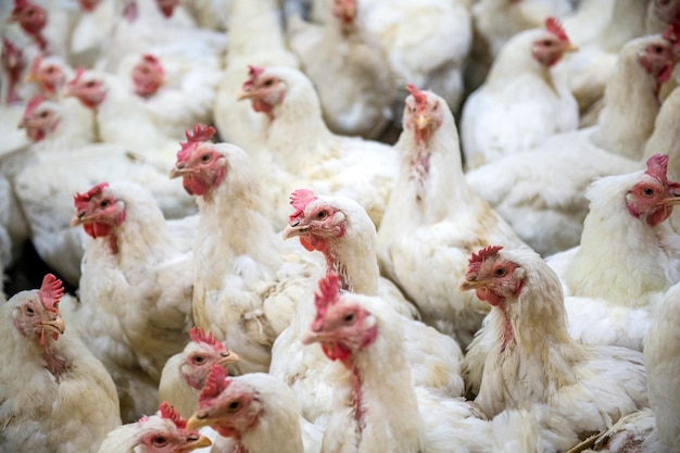 Photo close-up of chicken in farm