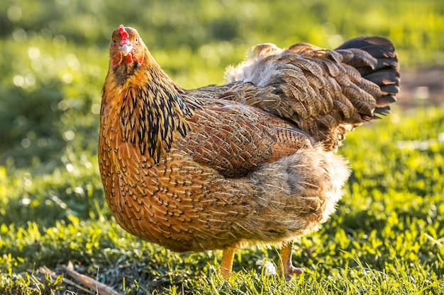 Photo close-up chicken at farm