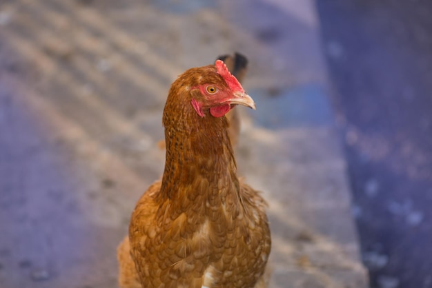 Close up chicken Portrait of chicken on hen coop