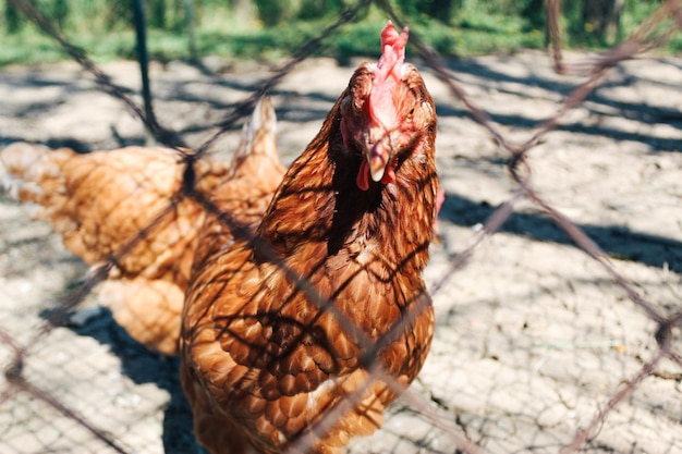 晴れた日に鶏小屋で納屋の庭に立っている鶏のクローズアップ。鶏の頭の詳細。