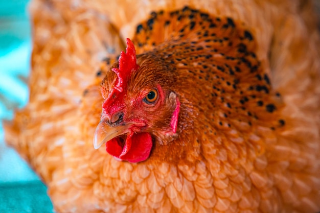 A close up of a chicken with a red face and black markings.