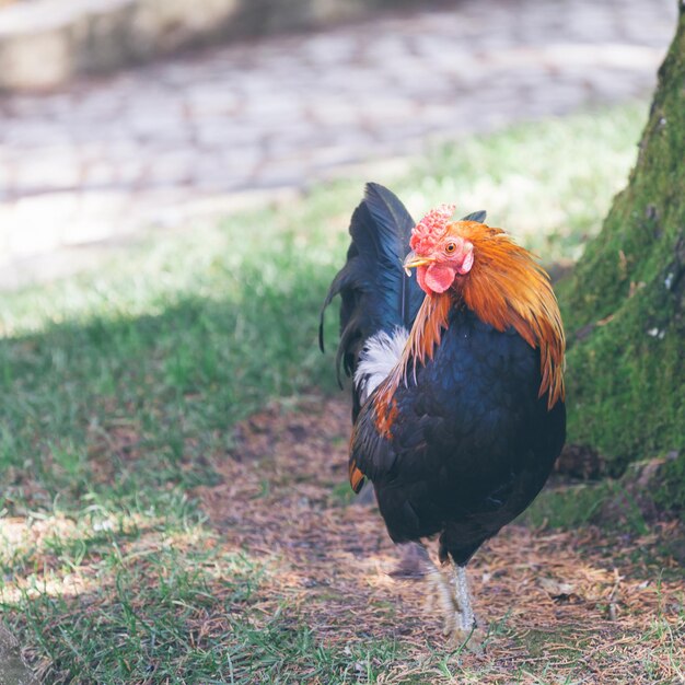 Photo close-up of chicken