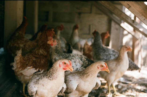 Photo close-up of chickens