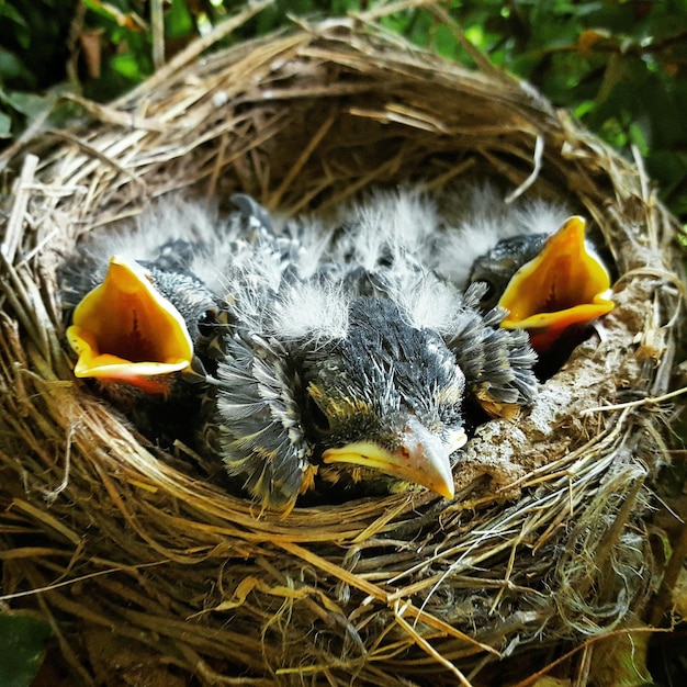 Foto prossimo piano dei pulcini nel nido